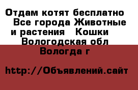 Отдам котят бесплатно  - Все города Животные и растения » Кошки   . Вологодская обл.,Вологда г.